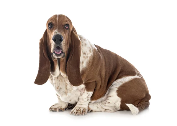 Basset hound in studio — Stock Photo, Image