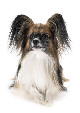 Papillon köpek Studio