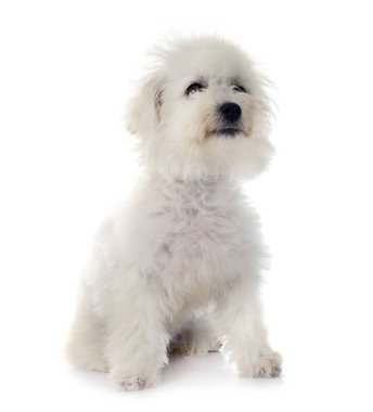 Bichon frise Studio