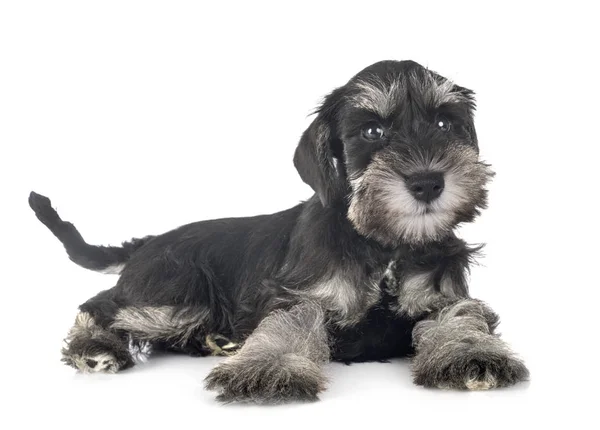 Cucciolo schnauzer in miniatura — Foto Stock