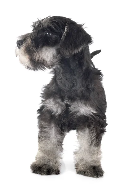 Schnauzer miniatura de cachorro —  Fotos de Stock