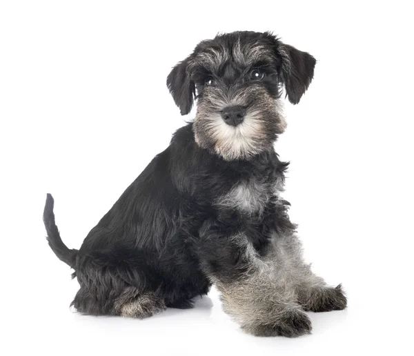 Schnauzer miniatura de cachorro —  Fotos de Stock