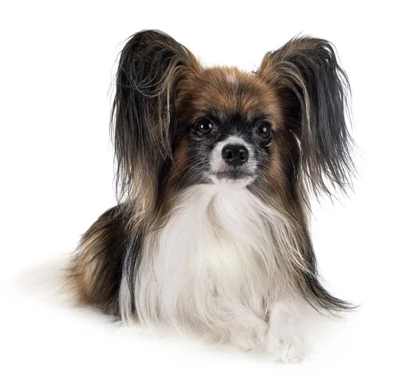 Papillon Hund im Atelier — Stockfoto