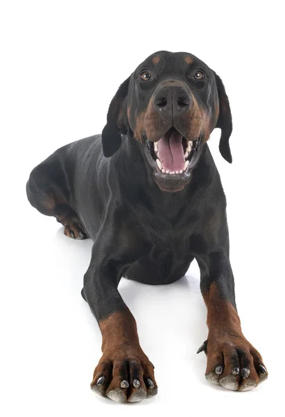 Doberman pinscher i studio — Stockfoto