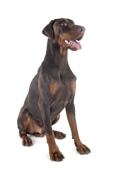 Doberman pinscher в студии — стоковое фото