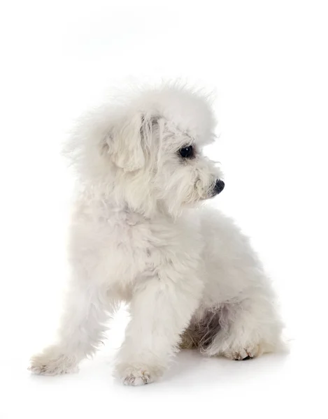 Bichon frise en studio — Photo