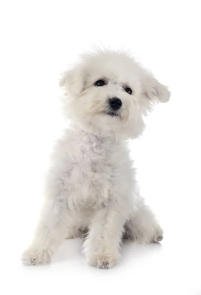 Bichon frise no estúdio — Fotografia de Stock