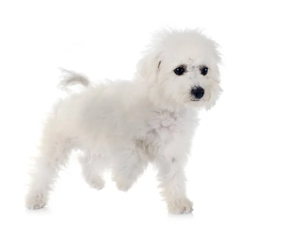 Bichon frise im studio — Stockfoto