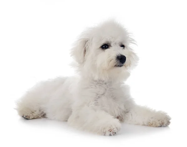 Bichon frise 스튜디오에서 — 스톡 사진