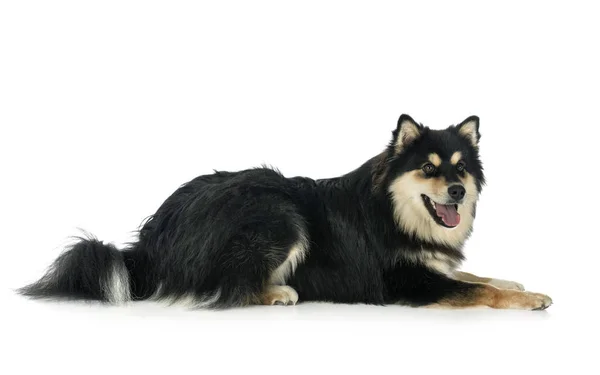 Finn Lapphund stúdióban — Stock Fotó