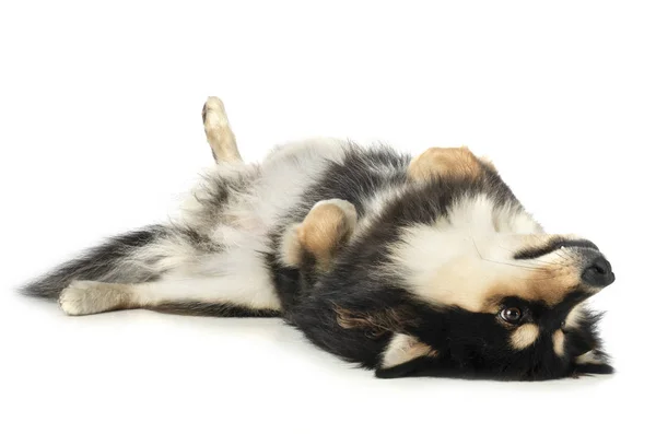 Lapphund finlandês em estúdio — Fotografia de Stock