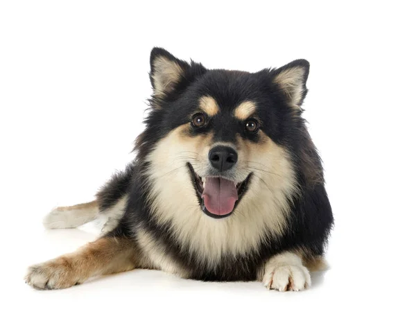 Lapphund finlandês em estúdio — Fotografia de Stock