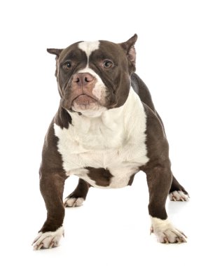 Studio Amerikan kabadayı