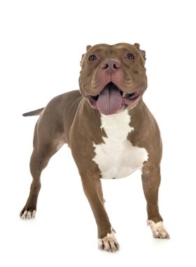 Studio Amerikan kabadayı