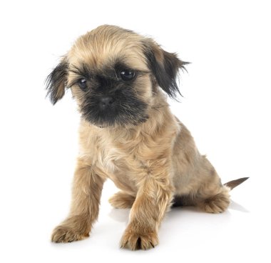 shih tzu Puppy