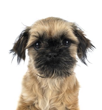 shih tzu Puppy