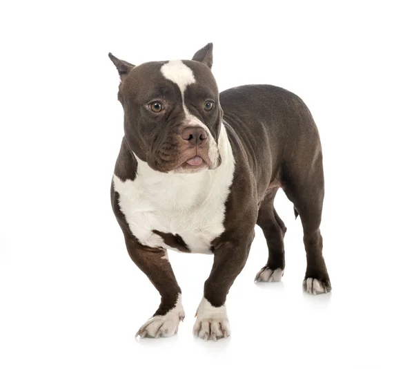 American bully in studio — Stock Photo, Image