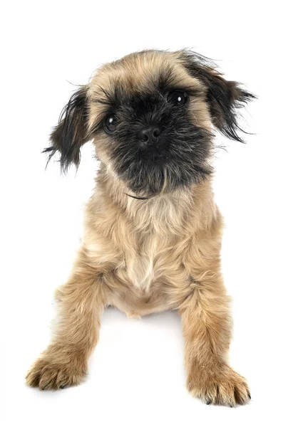 Štěně shih tzu — Stock fotografie