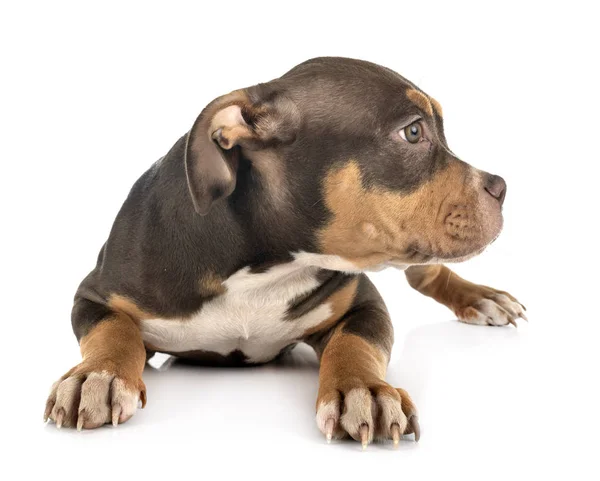 American bully in studio — Stock Photo, Image