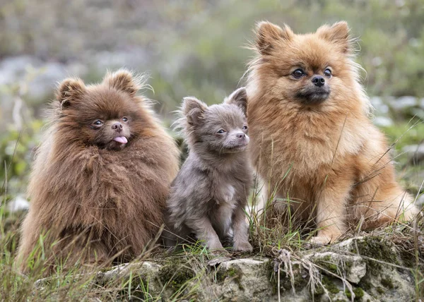 Pomeranianen in de natuur — Stockfoto