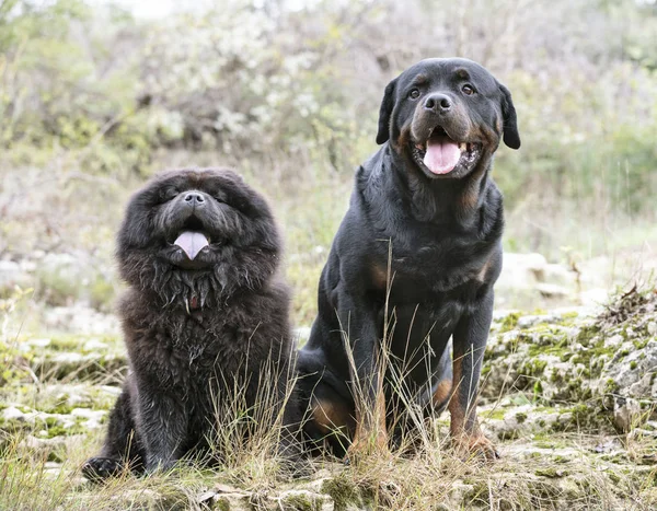 Rottweiler and chow chow — Stock Photo, Image