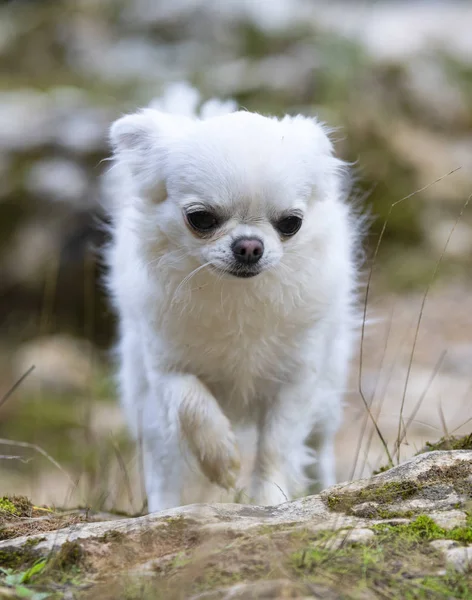 Chihuahua in nature — Stock Photo, Image