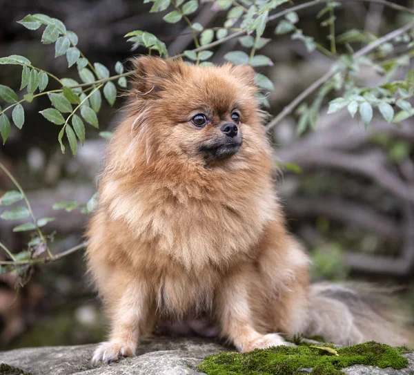 Pomeranian in nature — Stock Photo, Image