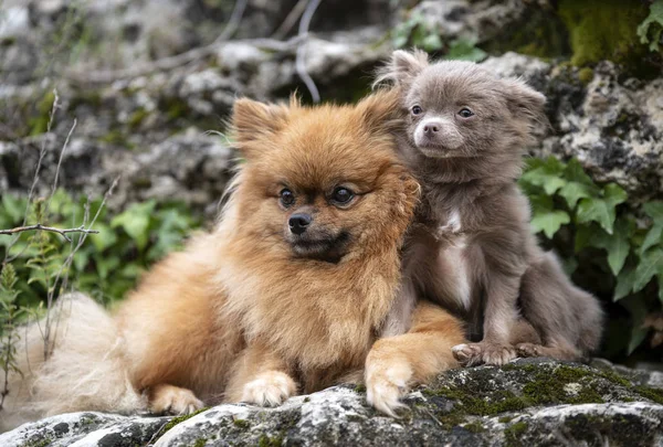 Pomerania en la naturaleza —  Fotos de Stock