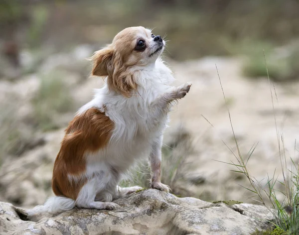 Chihuahua i naturen — Stockfoto