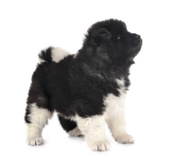 Amerikan akita köpek yavrusu