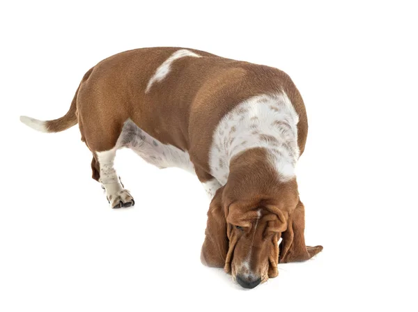 Basset Hound in Studio — Stockfoto