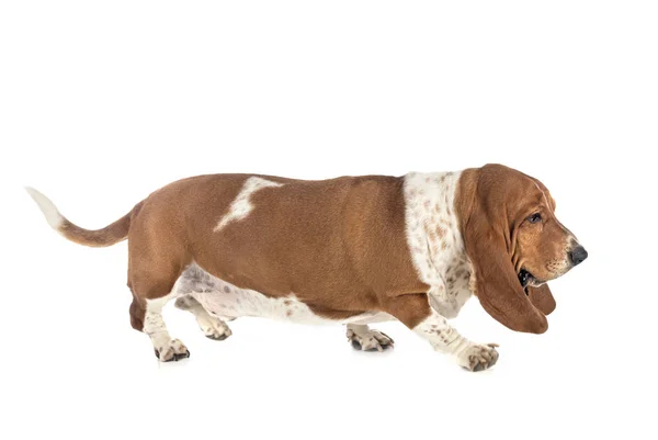 Basset hound in studio — Stock Photo, Image