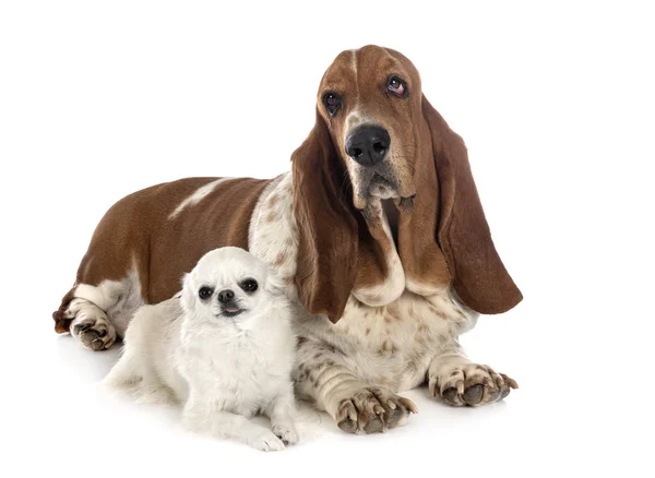 Basset hound ve chihuahua — Stok fotoğraf