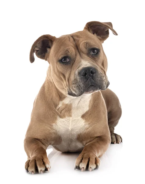 Staffordshire terrier toro — Foto de Stock