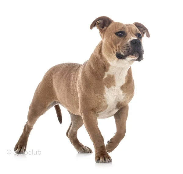 Staffordshire taureau terrier — Photo