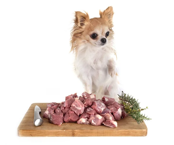 Lamb saute and chihuahua — Stock Photo, Image