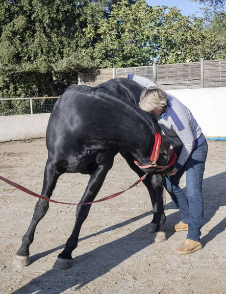 Osteopath and horse — 스톡 사진