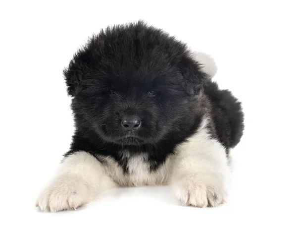 Filhote de cachorro americano akita — Fotografia de Stock