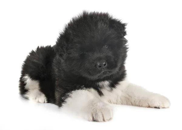 Amerikan akita köpek yavrusu — Stok fotoğraf