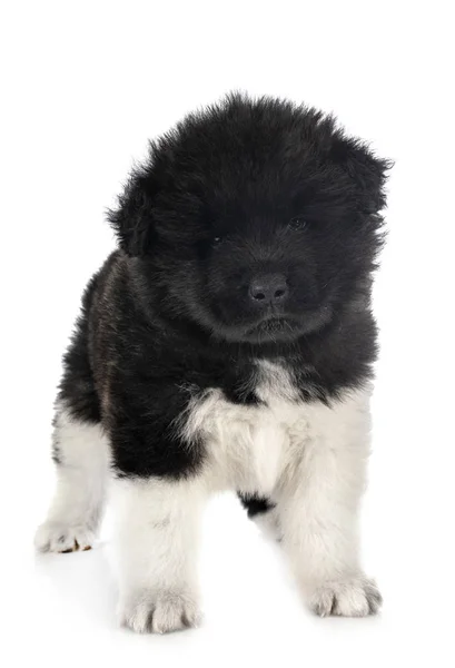 Amerikan akita köpek yavrusu — Stok fotoğraf