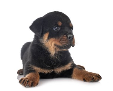 yavru rottweiler Studio