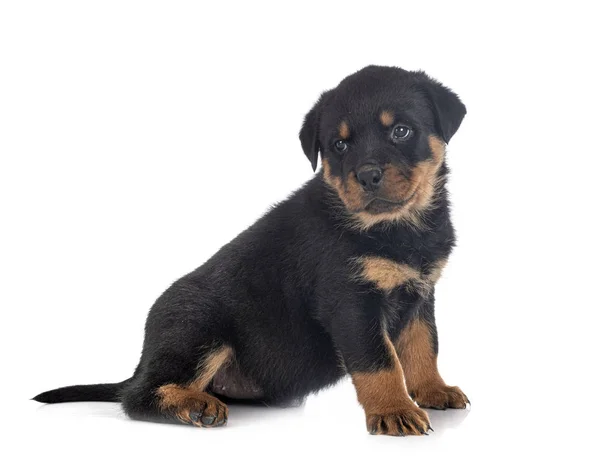 Puppy rottweiler in studio — Stock Photo, Image