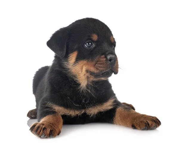 Cachorro rottweiler en estudio — Foto de Stock