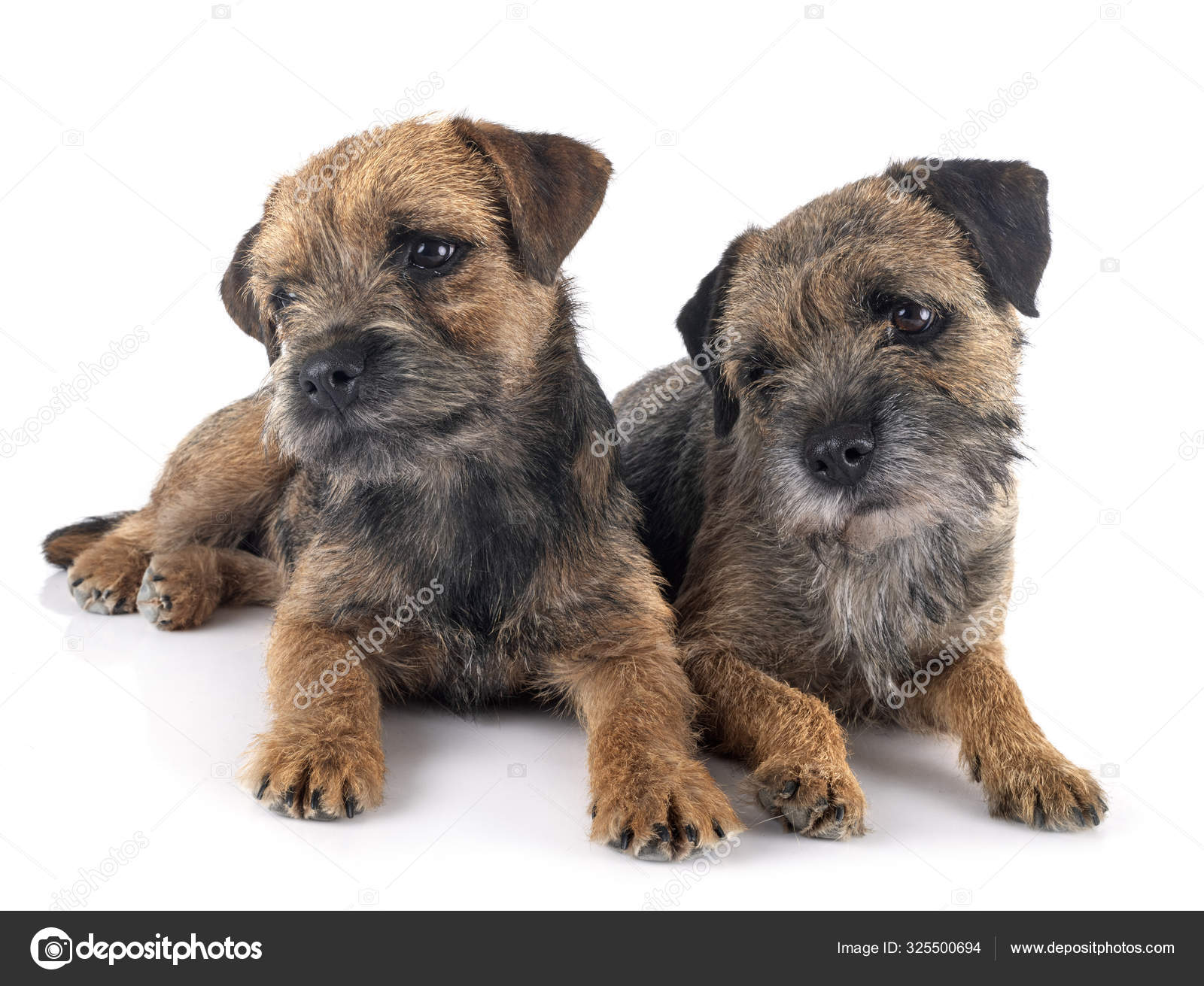 Border Terrier Puppy Images Libres De Droit Photos De Border Terrier Puppy Depositphotos