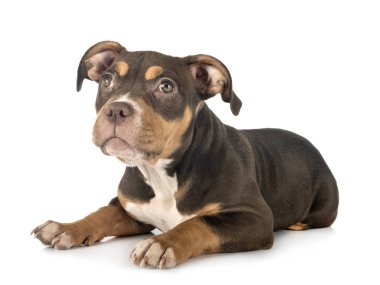 Studio Amerikan kabadayı