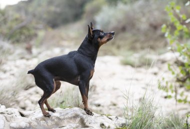 Doğada minyatür pinscher