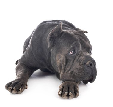 baston Corso stüdyoda.