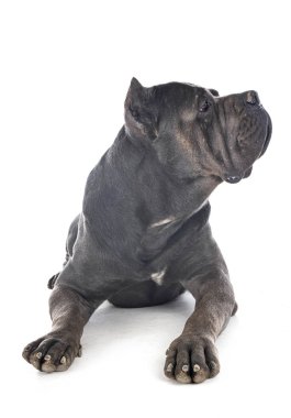 baston Corso stüdyoda.