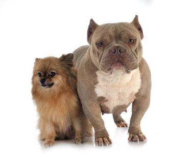 amerikan kabadayı ve spitz