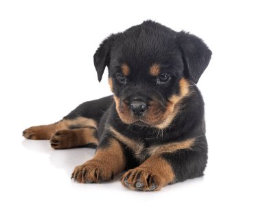 yavru rottweiler Studio